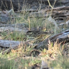 Pyrrholaemus sagittatus at Michelago, NSW - 14 Apr 2019 09:20 AM