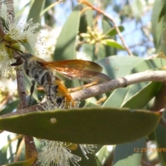 Radumeris tasmaniensis at Molonglo Valley, ACT - 14 Apr 2019 12:24 PM