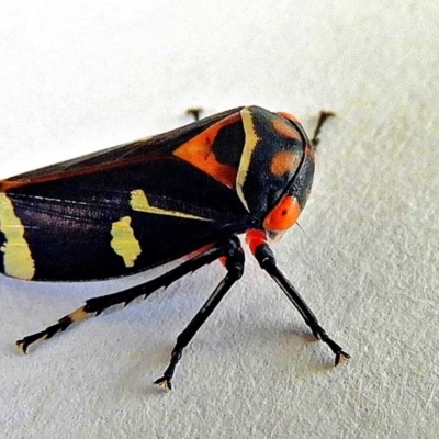 Eurymeloides pulchra (Gumtree hopper) at Crooked Corner, NSW - 14 Apr 2019 by Milly