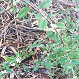 Cotoneaster pannosus at Hughes, ACT - 12 Apr 2019 03:00 PM