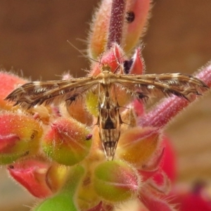 Sphenarches anisodactylus at Macarthur, ACT - 17 Apr 2019