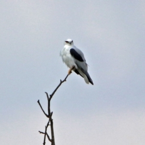 Elanus axillaris at Fyshwick, ACT - 14 Apr 2019