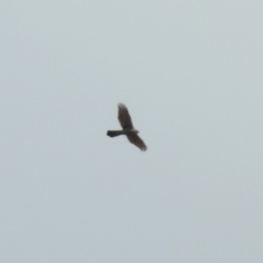 Accipiter fasciatus (Brown Goshawk) at Fyshwick, ACT - 14 Apr 2019 by RodDeb