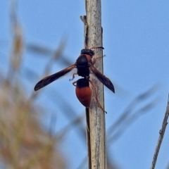 Eumeninae (subfamily) (Unidentified Potter wasp) at Fyshwick, ACT - 14 Apr 2019 by RodDeb