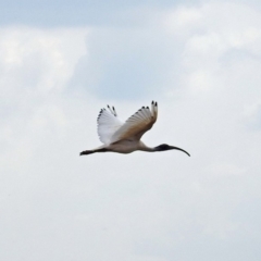 Threskiornis molucca (Australian White Ibis) at Fyshwick, ACT - 14 Apr 2019 by RodDeb