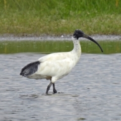 Threskiornis molucca at Fyshwick, ACT - 14 Apr 2019 01:00 PM