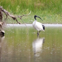 Threskiornis molucca at Fyshwick, ACT - 14 Apr 2019