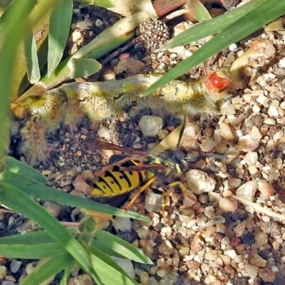 Vespula germanica (German Yellowjacket Wasp (also known as European Wasp)) at Fyshwick, ACT - 14 Apr 2019 by RodDeb
