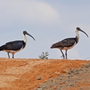 Threskiornis spinicollis at Fyshwick, ACT - 14 Apr 2019