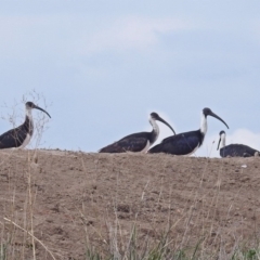 Threskiornis spinicollis at Fyshwick, ACT - 14 Apr 2019