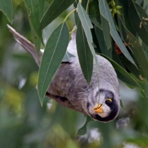 Manorina melanocephala at Fyshwick, ACT - 14 Apr 2019 11:56 AM