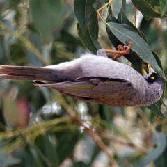 Manorina melanocephala at Fyshwick, ACT - 14 Apr 2019 11:56 AM