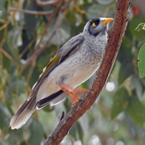 Manorina melanocephala at Fyshwick, ACT - 14 Apr 2019 11:56 AM