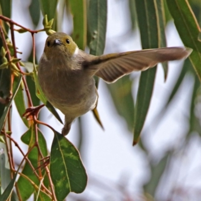 Ptilotula penicillata (White-plumed Honeyeater) at Fyshwick, ACT - 14 Apr 2019 by RodDeb