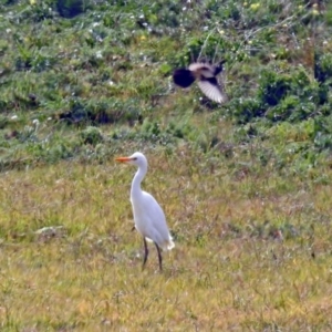 Bubulcus coromandus at Fyshwick, ACT - 14 Apr 2019