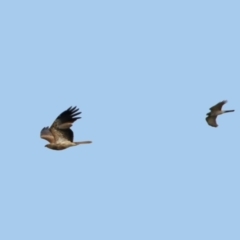 Haliastur sphenurus (Whistling Kite) at Fyshwick, ACT - 14 Apr 2019 by RodDeb