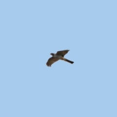 Accipiter cirrocephalus at Fyshwick, ACT - 14 Apr 2019