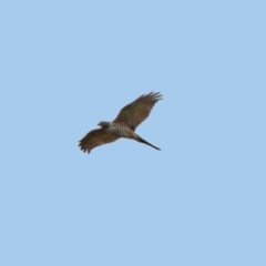 Accipiter cirrocephalus at Fyshwick, ACT - 14 Apr 2019