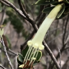 Styphelia triflora at Sutton, NSW - 14 Apr 2019