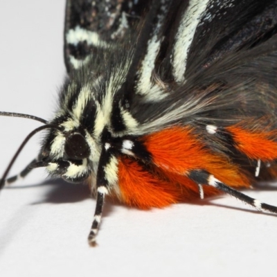Phalaenoides glycinae (Grapevine Moth) at Evatt, ACT - 9 Mar 2019 by TimL