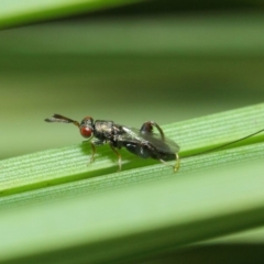 Podagrionini (tribe) (Unidentified mantis parasite wasp) at Acton, ACT - 14 Apr 2019 by TimL