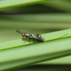 Podagrionini (tribe) at Acton, ACT - 14 Apr 2019 12:01 PM