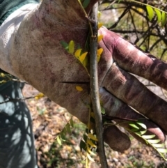 Gleditsia triacanthos (Honey Locust, Thorny Locust) at Red Hill, ACT - 7 Apr 2019 by MichaelMulvaney