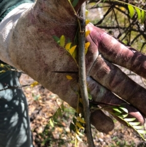 Gleditsia triacanthos at Red Hill, ACT - 7 Apr 2019 11:47 AM