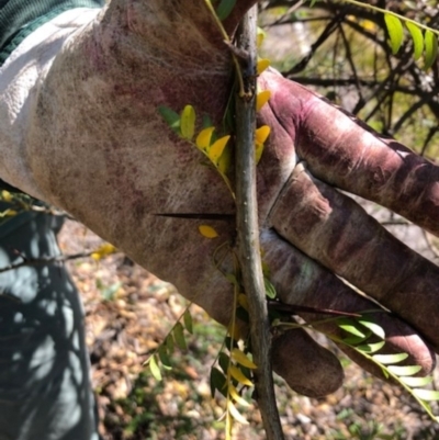 Gleditsia triacanthos (Honey Locust, Thorny Locust) at Red Hill, ACT - 7 Apr 2019 by MichaelMulvaney