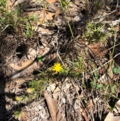 Rutidosis leptorhynchoides at Red Hill, ACT - 7 Apr 2019 12:05 PM