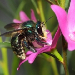 Xylocopa (Lestis) aerata (Golden-Green Carpenter Bee) at Acton, ACT - 14 Apr 2019 by TimL