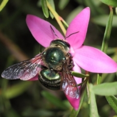 Xylocopa (Lestis) aerata at Acton, ACT - 14 Apr 2019