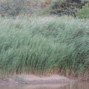 Phragmites australis at Paddys River, ACT - 19 Jan 2019