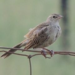 Cincloramphus mathewsi (Rufous Songlark) at Paddys River, ACT - 29 Jan 2019 by MichaelBedingfield