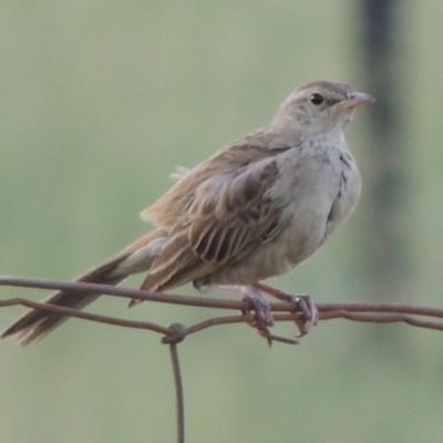 Cincloramphus mathewsi (Rufous Songlark) at Paddys River, ACT - 29 Jan 2019 by michaelb