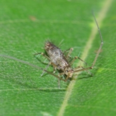 Collembola (class) at Acton, ACT - 14 Apr 2019 02:02 PM