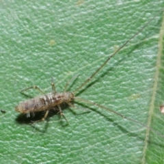 Collembola (class) at Acton, ACT - 14 Apr 2019 02:02 PM