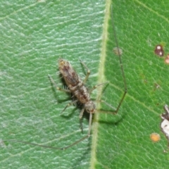 Collembola (class) at Acton, ACT - 14 Apr 2019 02:02 PM