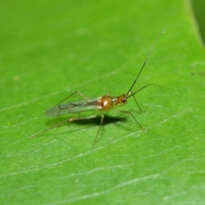 Miridae (family) at Acton, ACT - 14 Apr 2019