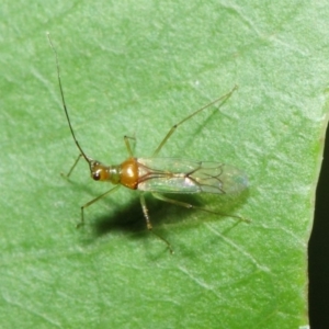 Miridae (family) at Acton, ACT - 14 Apr 2019