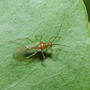 Miridae (family) at Acton, ACT - 14 Apr 2019 02:05 PM