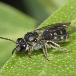 Lasioglossum (Chilalictus) sp. (genus & subgenus) at Acton, ACT - 14 Apr 2019