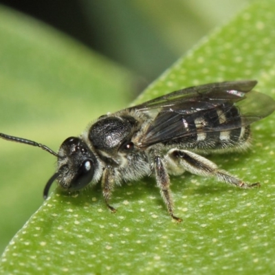 Lasioglossum (Chilalictus) sp. (genus & subgenus) (Halictid bee) at Acton, ACT - 14 Apr 2019 by TimL
