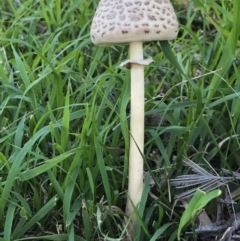 Chlorophyllum/Macrolepiota sp. (genus) at Kambah, ACT - 7 Apr 2019 by PeterR