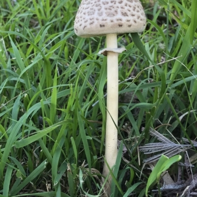 Chlorophyllum/Macrolepiota sp. (genus) at Kambah, ACT - 7 Apr 2019 by PeterR