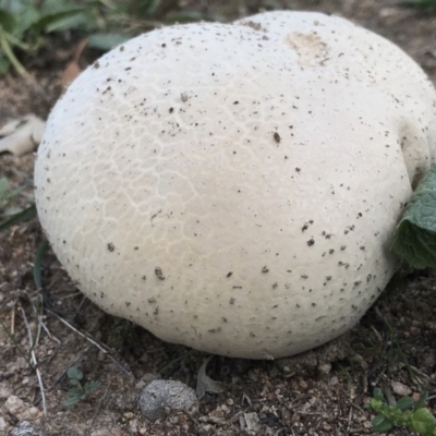 Calvatia sp. (a puffball ) at Fisher, ACT - 7 Apr 2019 by PeterR