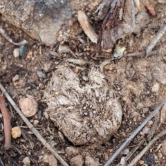 Poronia erici/punctata at Lyons, ACT - 14 Apr 2019