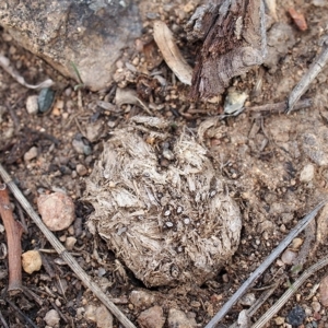 Poronia erici/punctata at Lyons, ACT - 14 Apr 2019