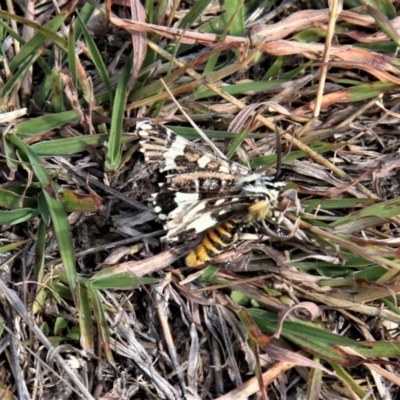 Apina callisto (Pasture Day Moth) at Paddys River, ACT - 15 Apr 2019 by davobj