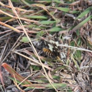 Apina callisto at Paddys River, ACT - 15 Apr 2019